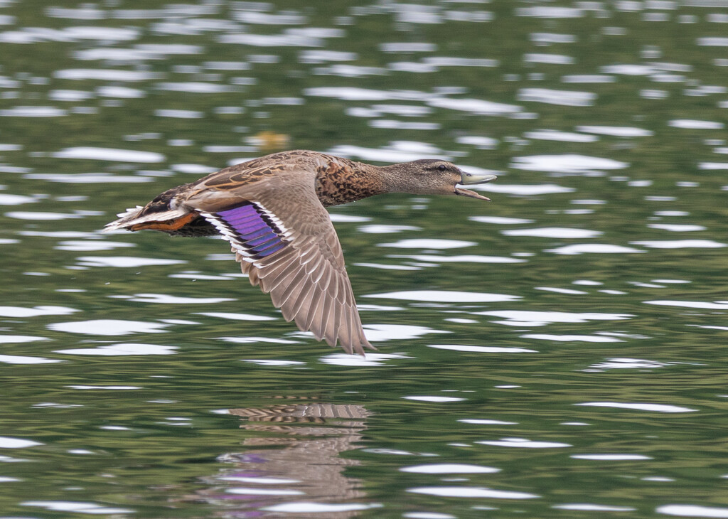 Low Flying duck - I liked the purple feathers by creative_shots