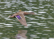 13th Dec 2021 - Low Flying duck - I liked the purple feathers