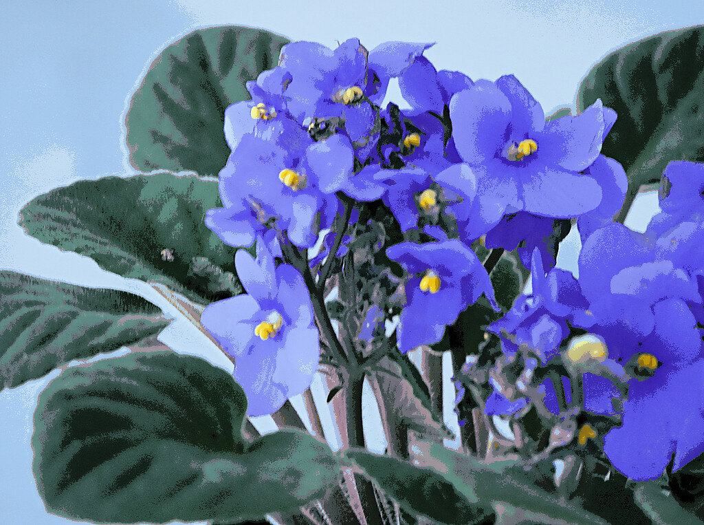 African Violets by gq