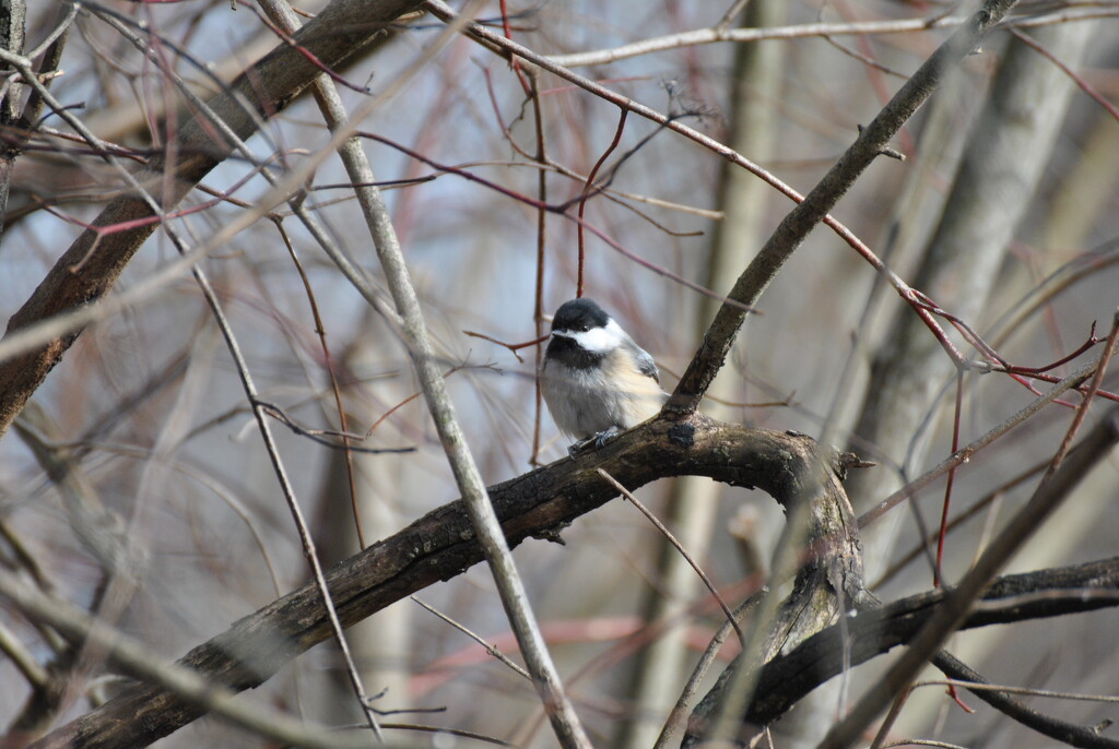 Day 8: Black-Capped Chickadee by jeanniec57