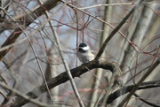 8th Jan 2022 - Day 8: Black-Capped Chickadee