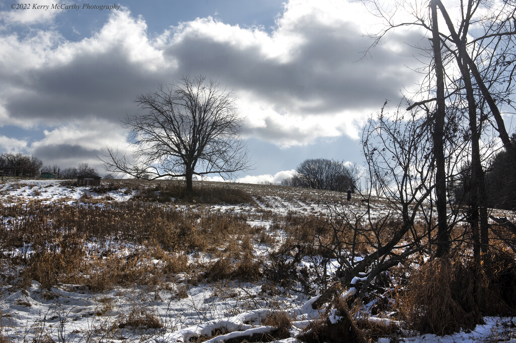 Tree in snowy field by mccarth1