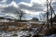 10th Jan 2022 - Tree in snowy field