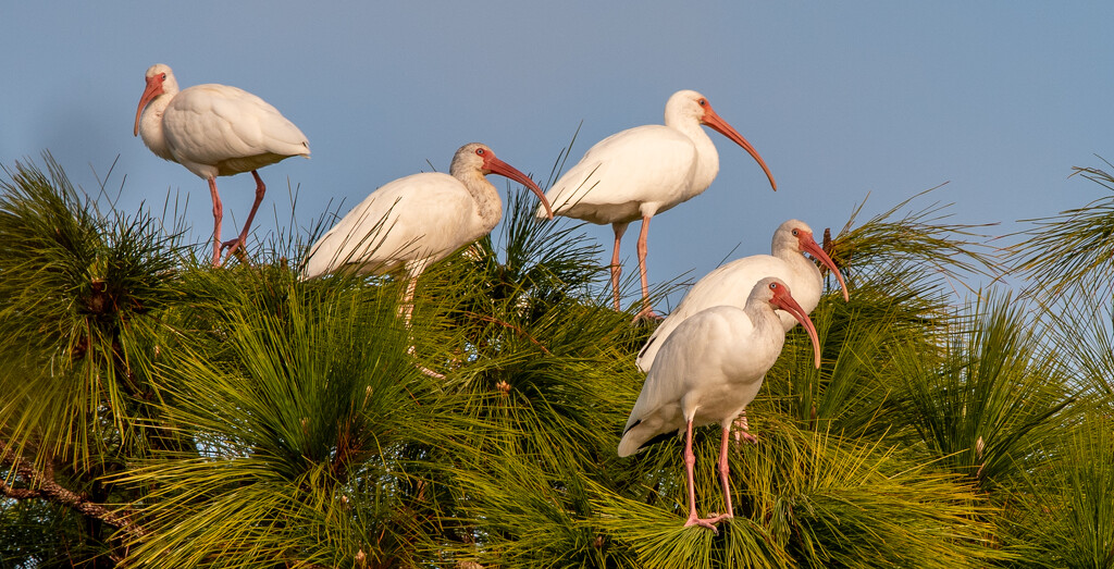 Ibis in the Tree Top! by rickster549