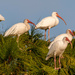 Ibis in the Tree Top!