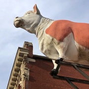 10th Jan 2022 - Flying Cow