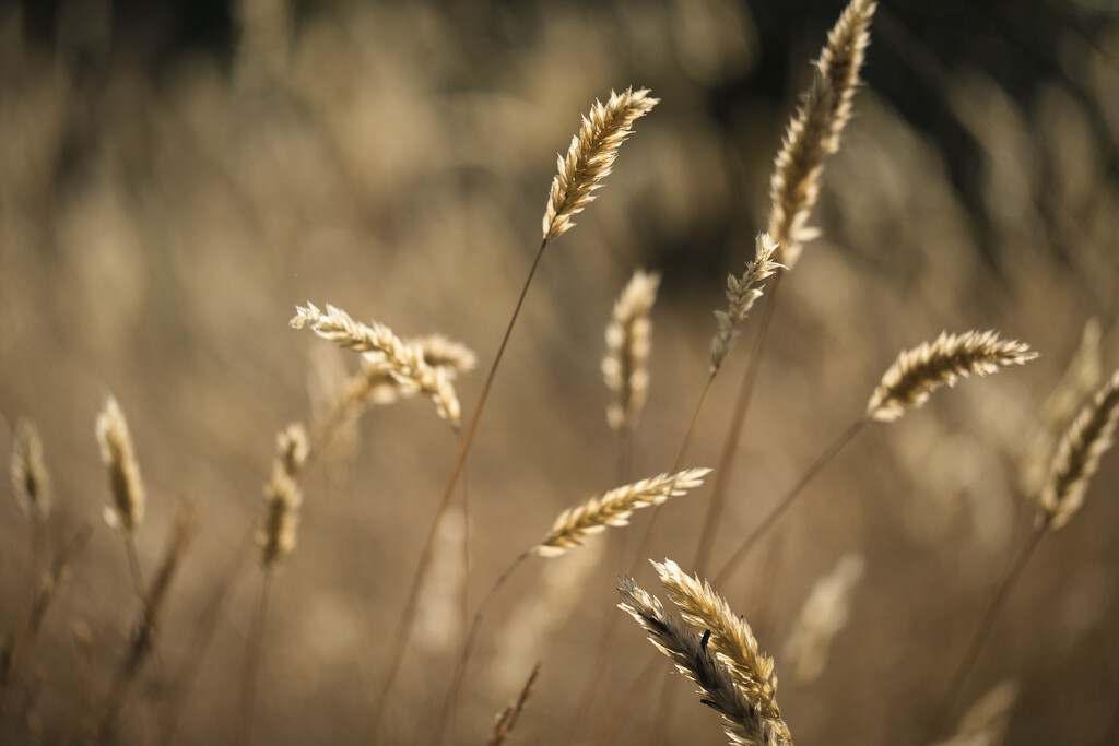 Summer Grasses by dkbarnett