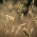 Summer Grasses by dkbarnett