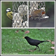 11th Jan 2022 - Birds in my garden today