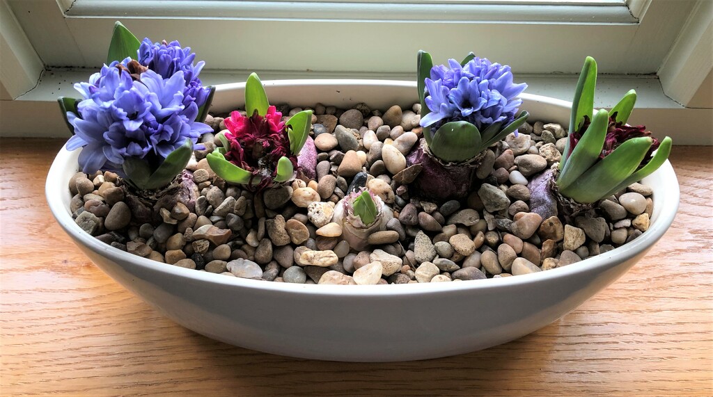  Our Pathetic Hyacinths ...... by susiemc