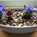  Our Pathetic Hyacinths ......