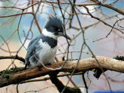 11th Jan 2022 - Belted Kingfisher