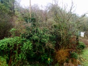 11th Jan 2022 - Hedge in need of pruning