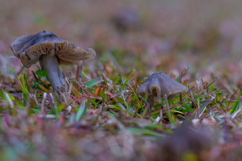 The fungi continue... by thewatersphotos