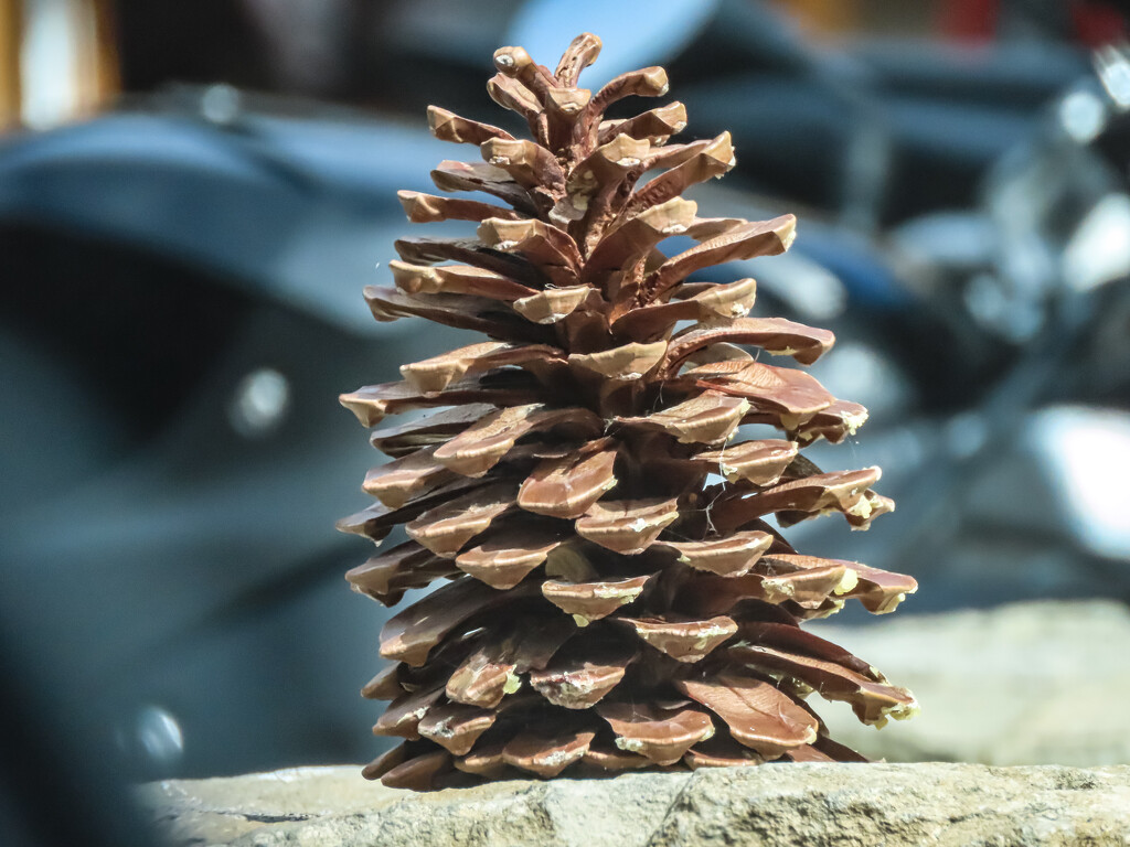 Fir Cone by mumswaby