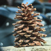 Fir Cone by mumswaby