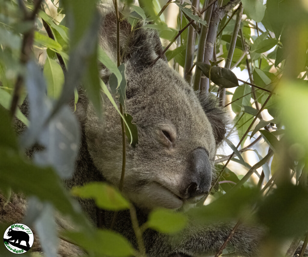 caught napping by koalagardens