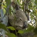 caught napping by koalagardens