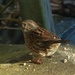 sparrow by jokristina
