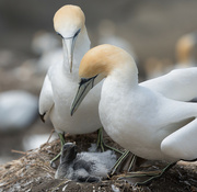 16th Dec 2021 - Family time for these Gannets.