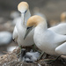 Family time for these Gannets. by creative_shots