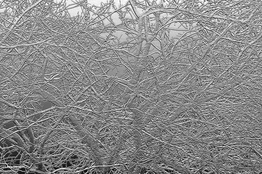 Winter tree in Bas Relief by larrysphotos