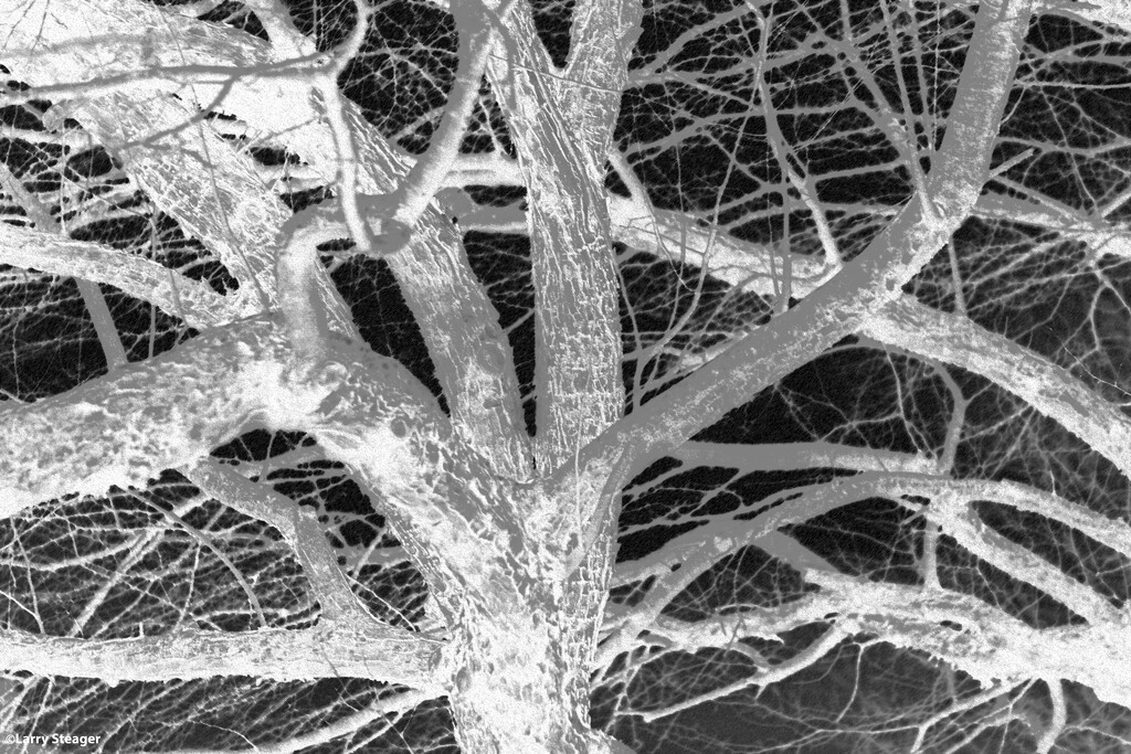 Alternate rendering of winter tree by larrysphotos