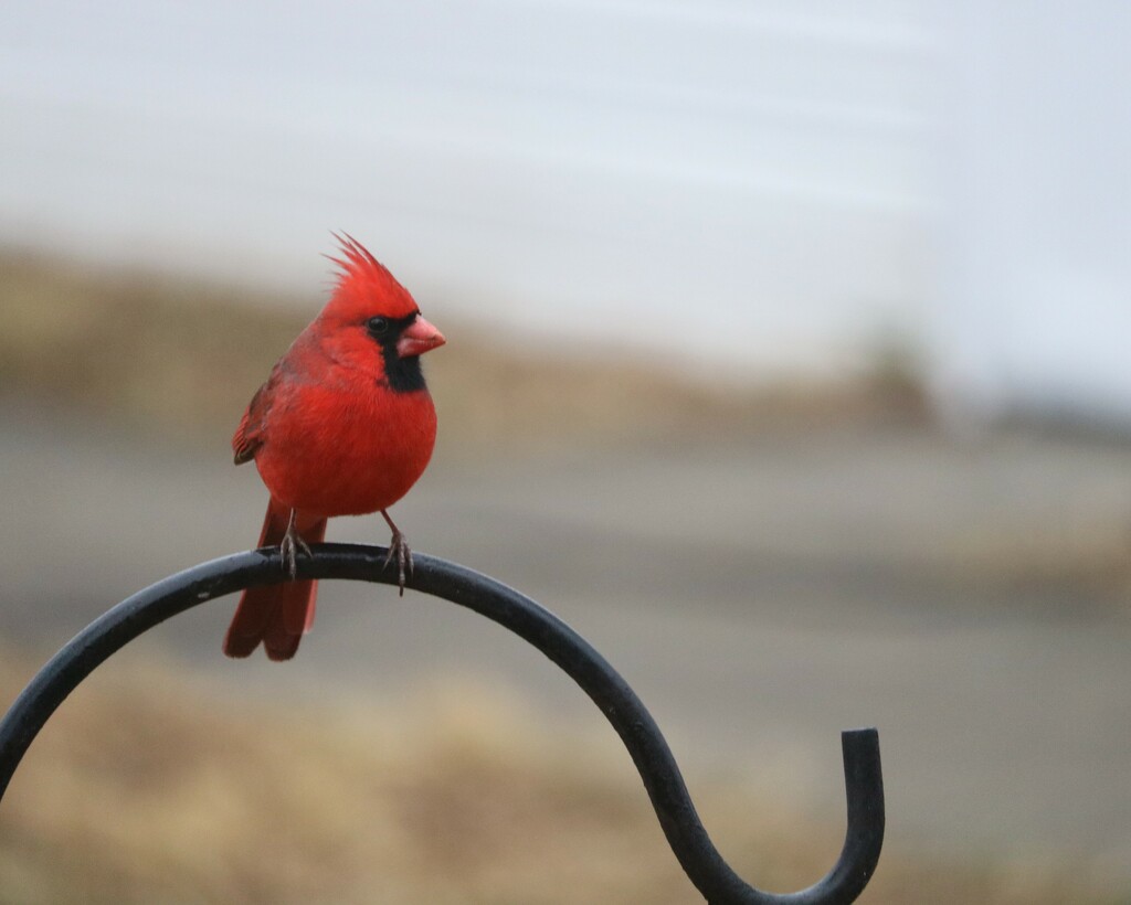 January 9: Cardinal Visitor by daisymiller