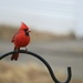 January 9: Cardinal Visitor by daisymiller