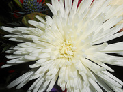 11th Jan 2022 - White Flower in bouquet
