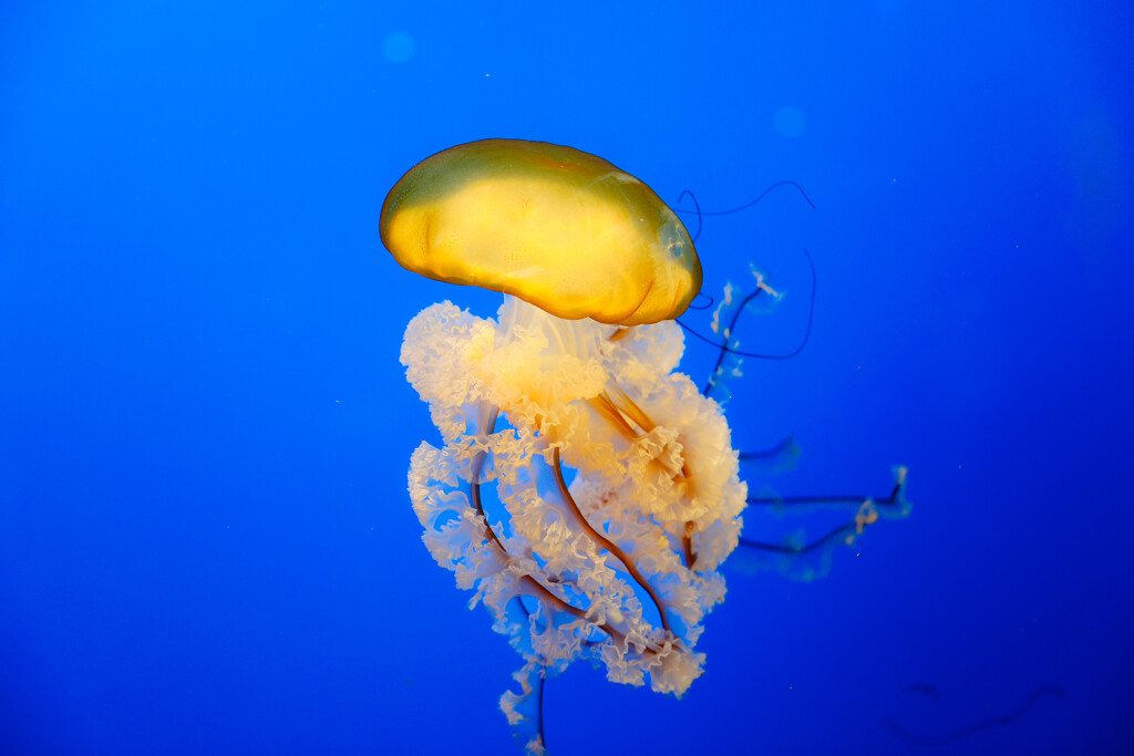 Jellyfish Glow by jawere