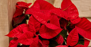 11th Jan 2022 - Poinsettia's on the Porch!