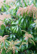 11th Jan 2022 - The pieris are loving the wet weather