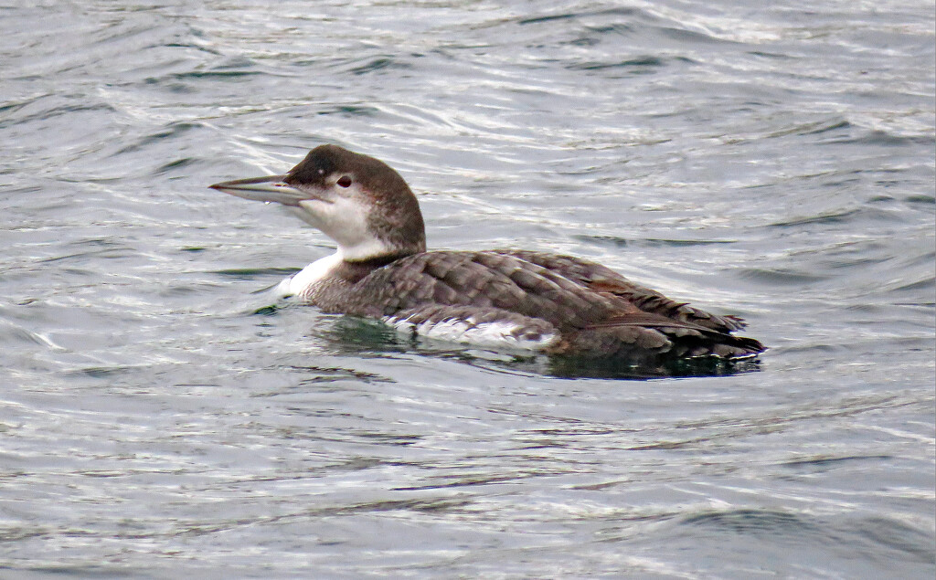 Common loon by kathyo