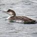 Common loon by kathyo