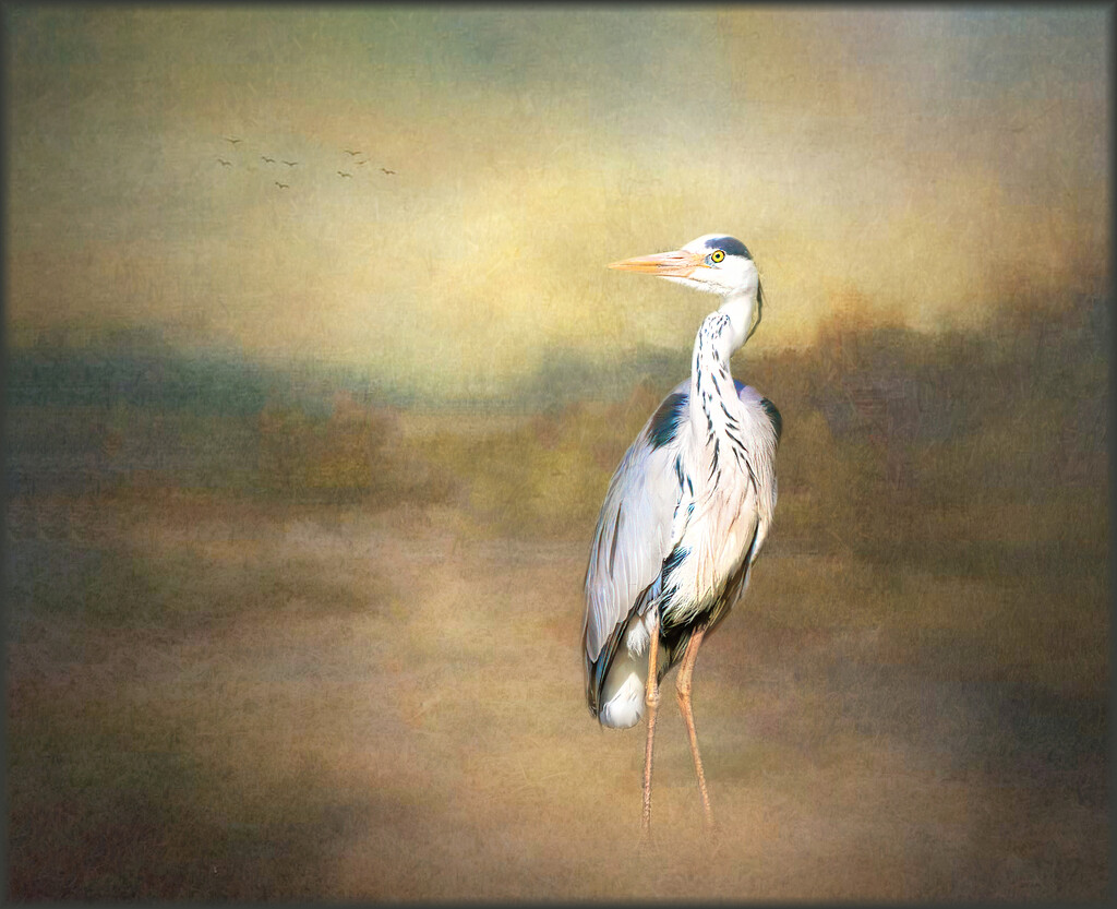 Grey Heron by ludwigsdiana