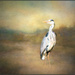 Grey Heron by ludwigsdiana