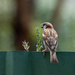 Angry bird by flyrobin