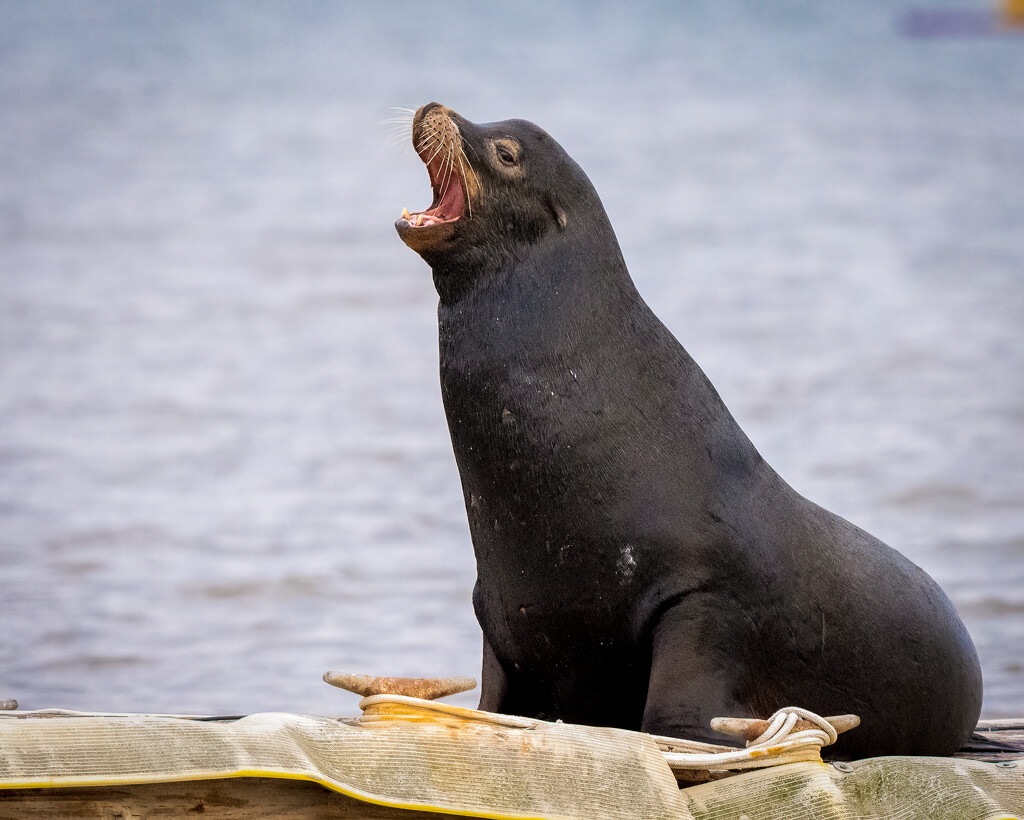 Sea Lion with something to say  by nicoleweg