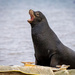 Sea Lion with something to say 