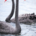 Two black swans ... by dkbarnett