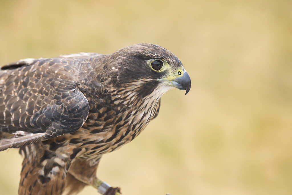 Falcon by dkbarnett