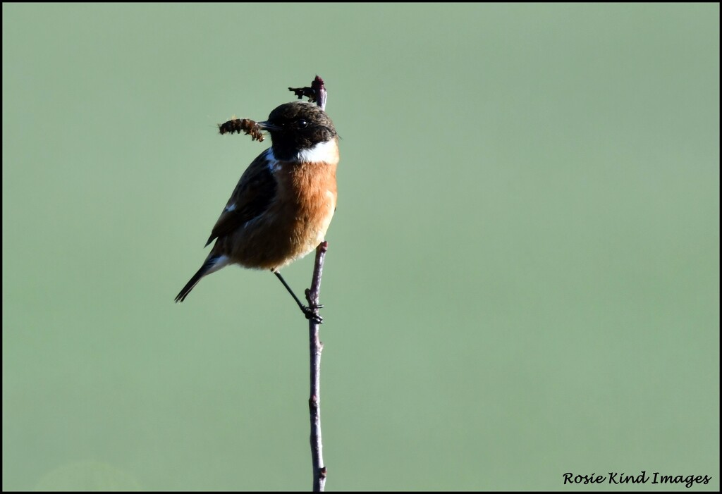 I saw my friend the stonechat this morning by rosiekind