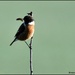 I saw my friend the stonechat this morning by rosiekind