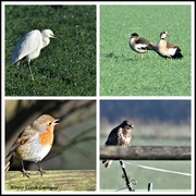 12th Jan 2022 - Some of the creatures I saw today