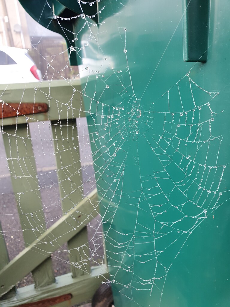 Spider Web by janetr