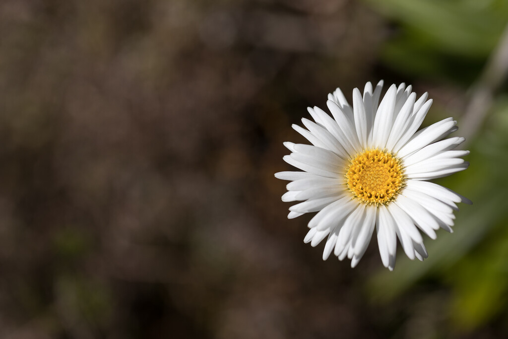 Daisy in the field by itself  by creative_shots