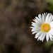 Daisy in the field by itself  by creative_shots