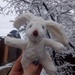 Снежный заяц в шоке by natalytry