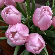 12th Jan 2022 - Pink tulips 